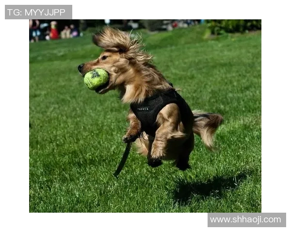 刘强深度分享飞盘技巧与心得体会助你轻松掌握这项运动的乐趣与魅力